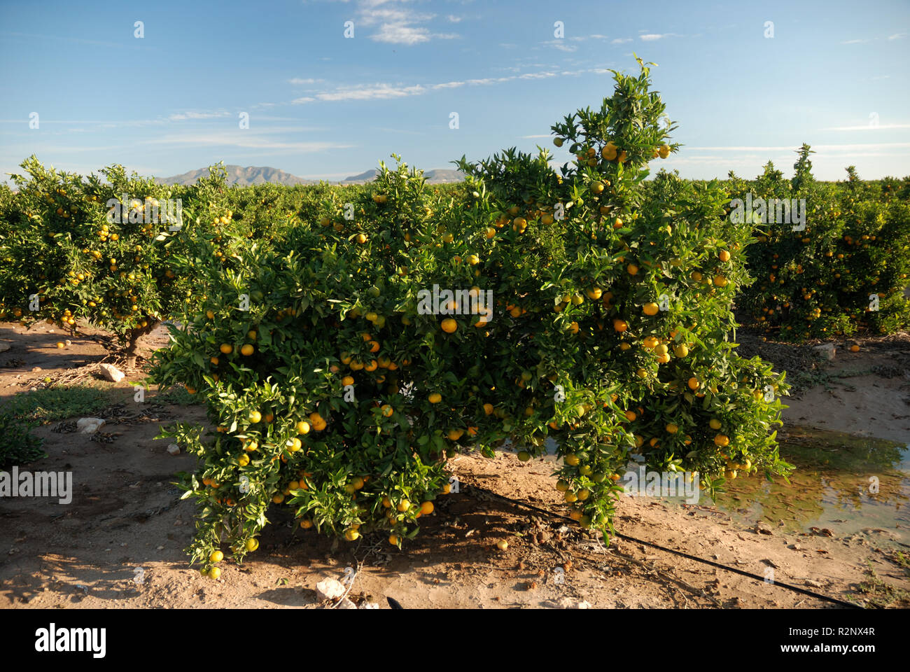 Plantation orange en Murcie, Espagne Banque D'Images