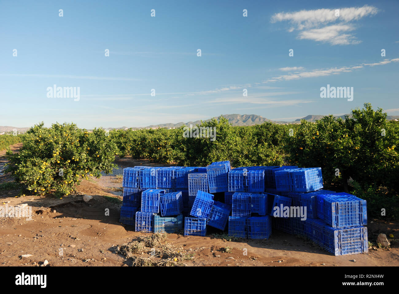 Plantation d'orange en espagne Banque D'Images