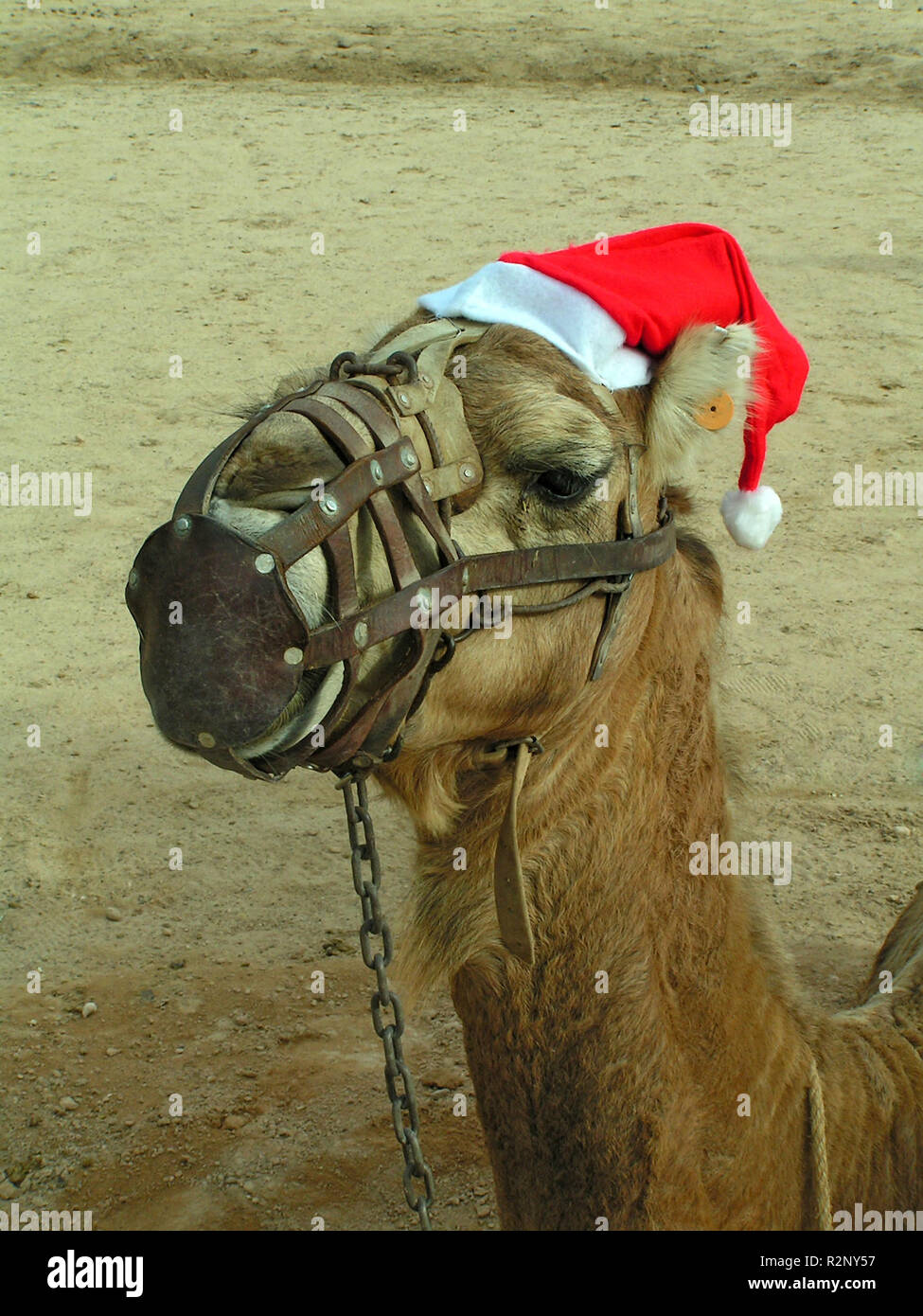 Chapeau de noël avec camel Banque D'Images