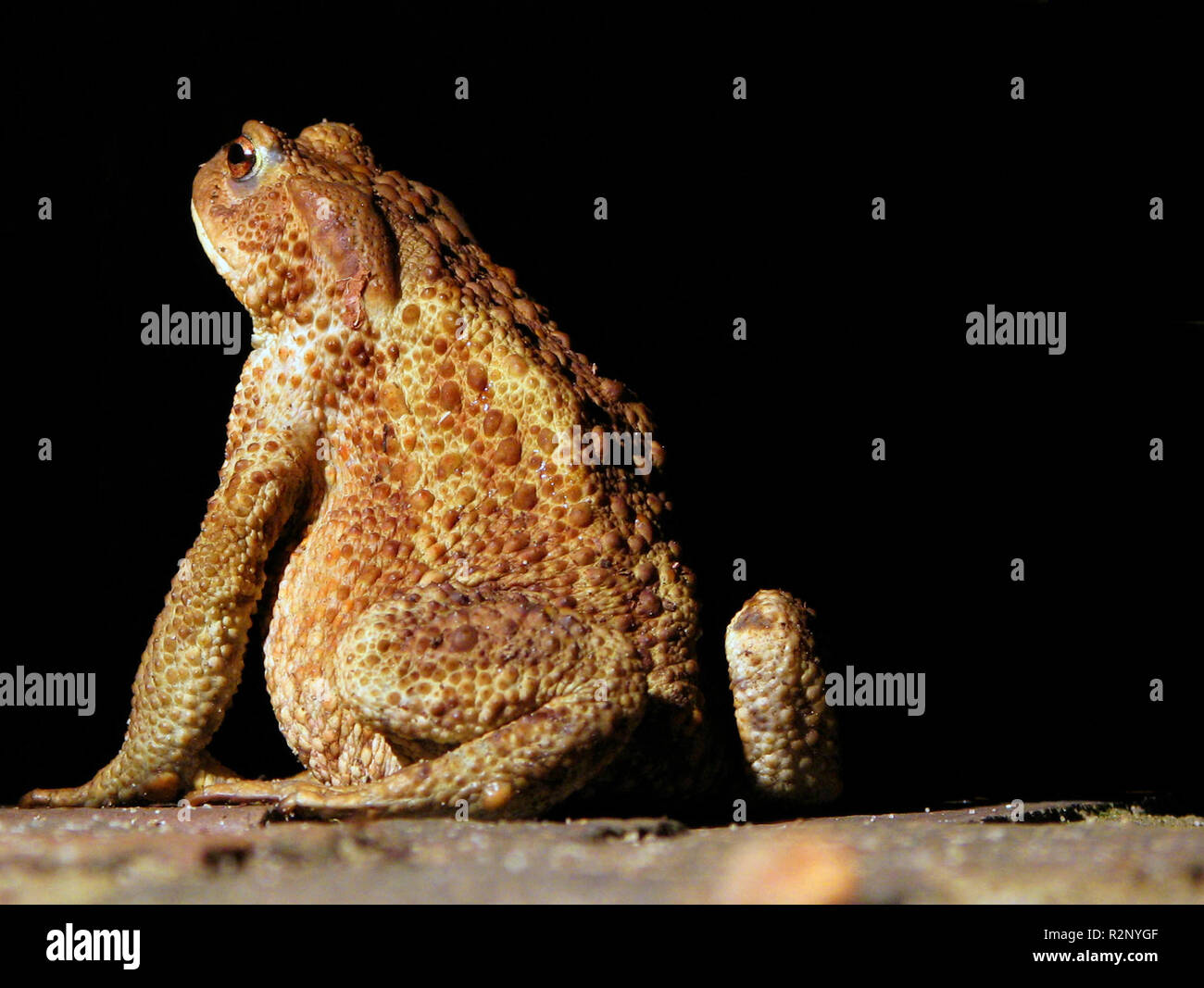 Toad dans l'obscurité (retouché) Banque D'Images