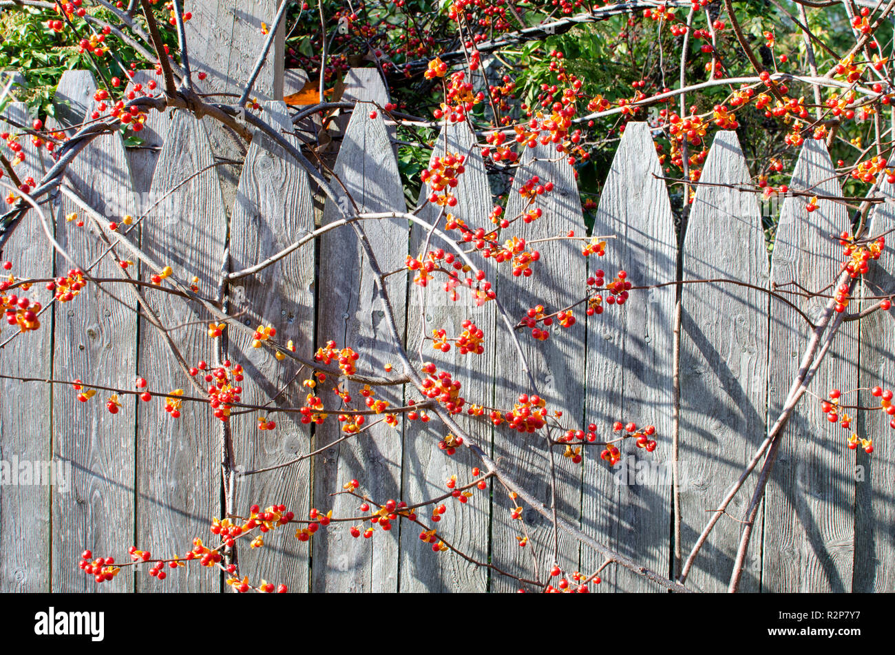 Vigne, douce-amère solanum dulcamara, avec baies rouge vif et orange escalade une clôture en bois sur Cape Cod, Massachusetts Banque D'Images