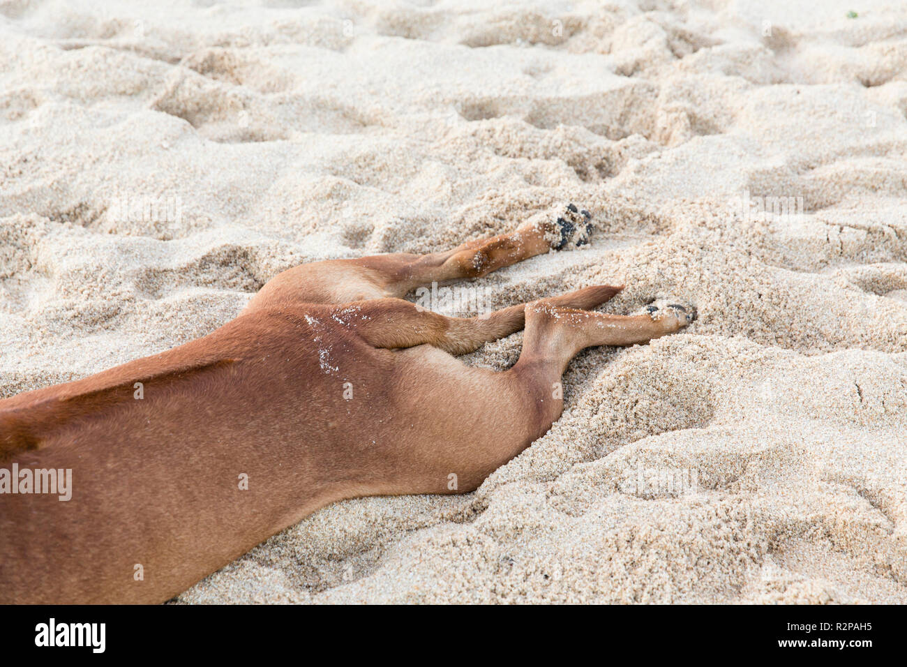 Chien couché dans le sable, tendus, vue partielle, photo humoristique Banque D'Images