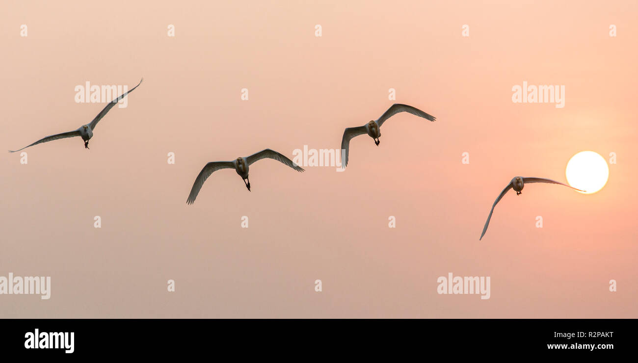 Près de quatre grands oiseaux rose, ciel et soleil bas à l'arrière-plan Banque D'Images
