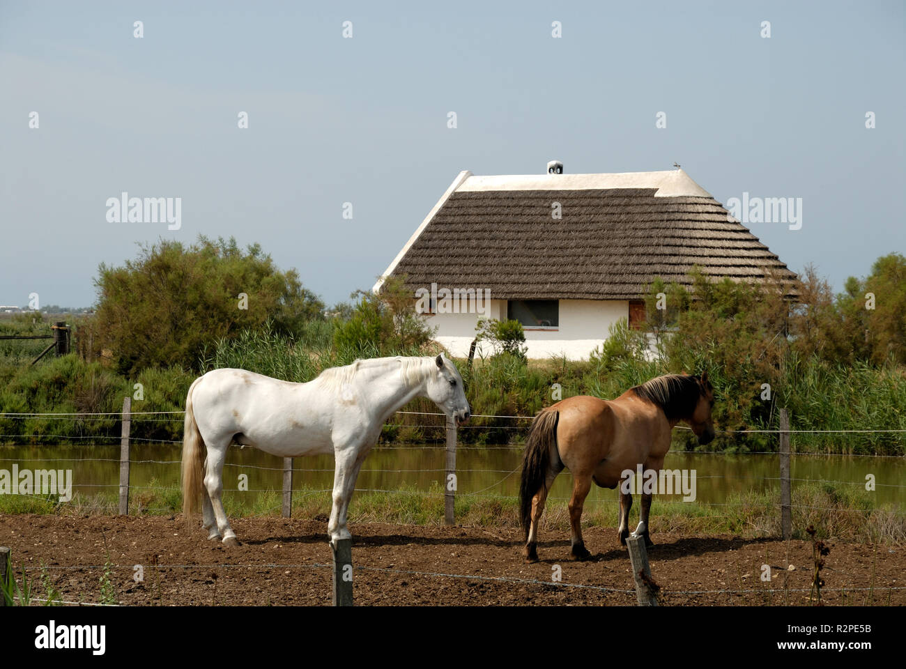 Chevaux camargue,sud france Banque D'Images