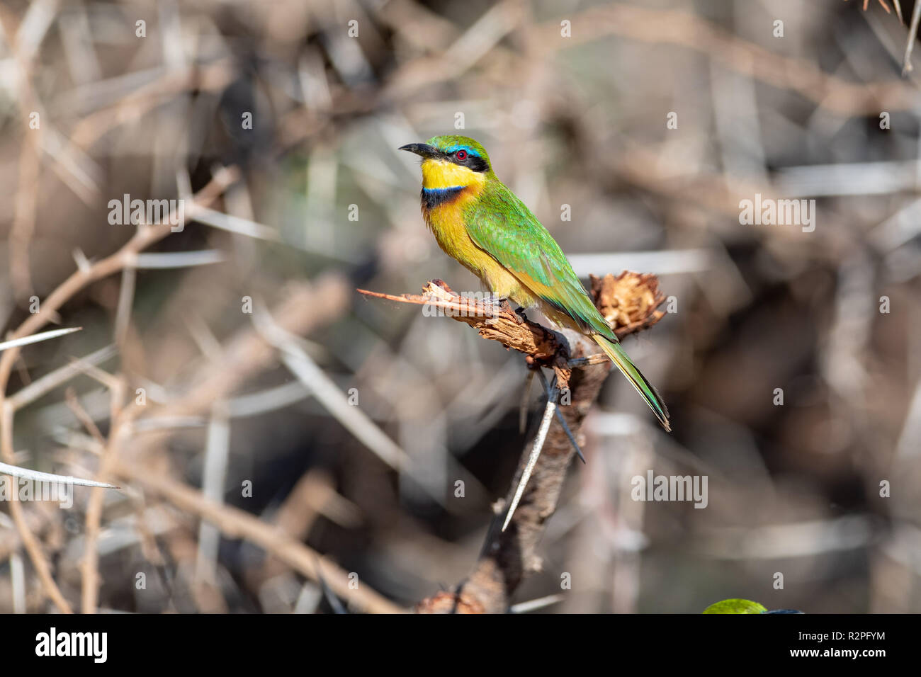 Peu Guêpier (Merops pusillus) perché dans l'arbre au Kenya Banque D'Images