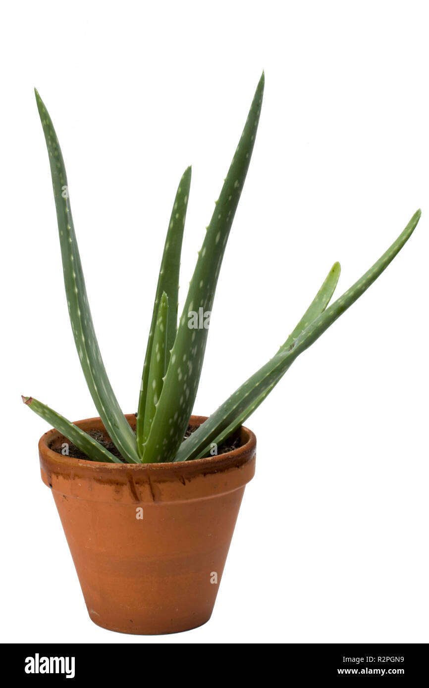 L'usine de vera d'aloès sur fond blanc Banque D'Images