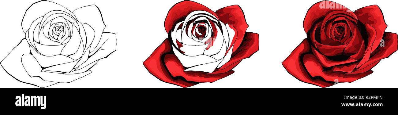 Dessin à la main et de couleur rose. L'essor de Rosebud. Vector illustration. Illustration de Vecteur