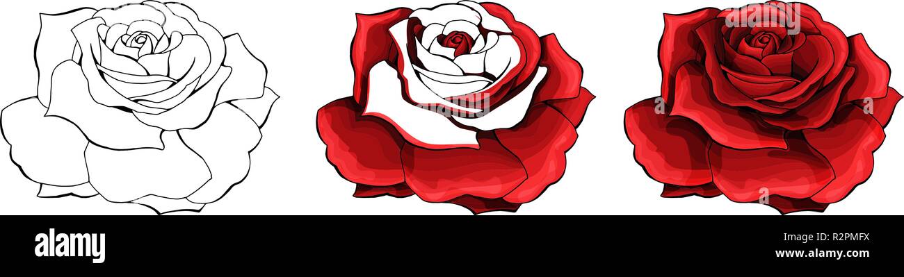 Dessin à la main et de couleur rose. L'essor de Rosebud. Vector illustration. Illustration de Vecteur