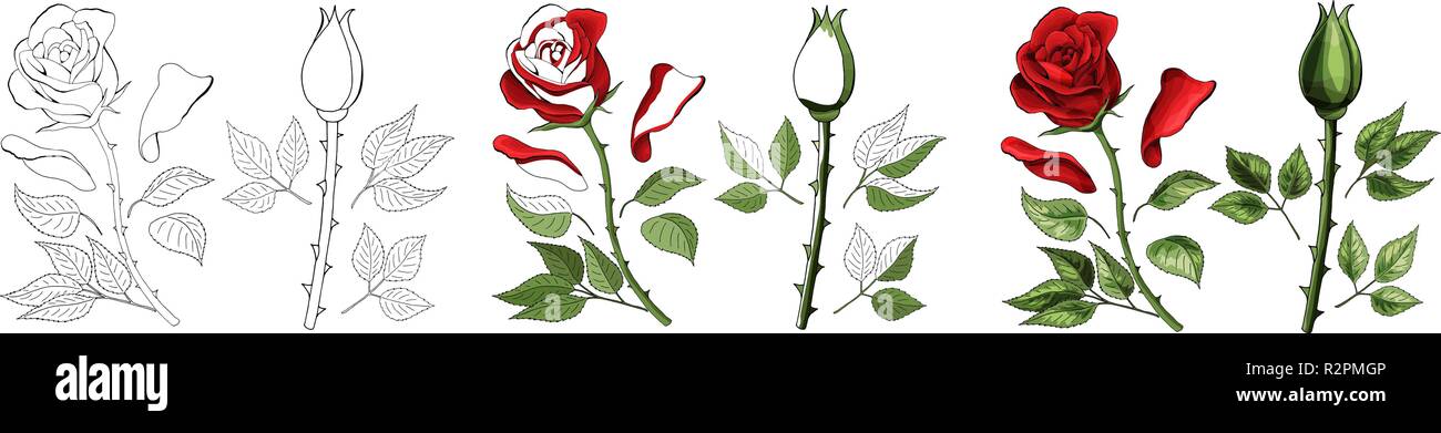 Roses dessin à la main et colorés. L'essor de Rosebud. Vector illustration. Illustration de Vecteur