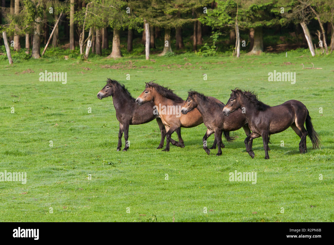 Jeunes étalons poneys, Exmoor Banque D'Images