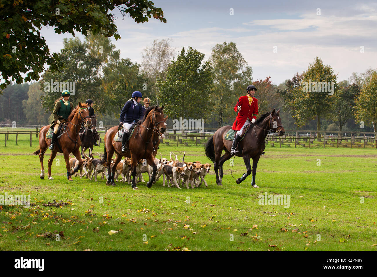 Après la chasse à cheval le cri des chiens Banque D'Images