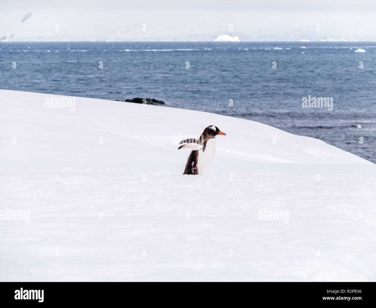 Gentoo pingouin, Pygoscelis papua, marcher dans la neige, Mikkelsen Harbour sur l'île de la Trinité, côte ouest de la péninsule Antarctique, l'Antarctique Banque D'Images