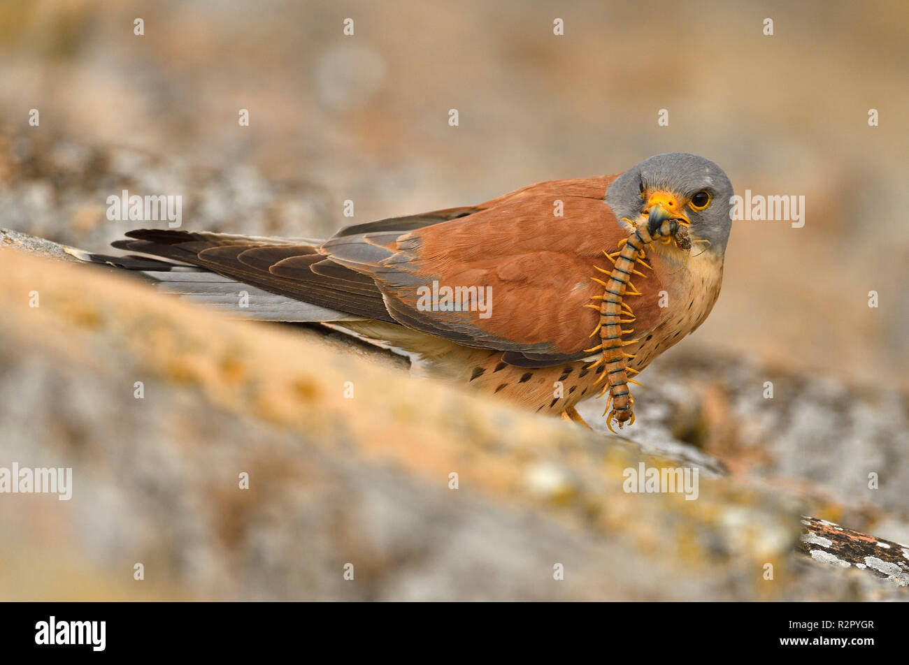 Faucon crécerellette, homme, pris avec chilopod, Scolopendra, Castille la Manche, Espagne Banque D'Images