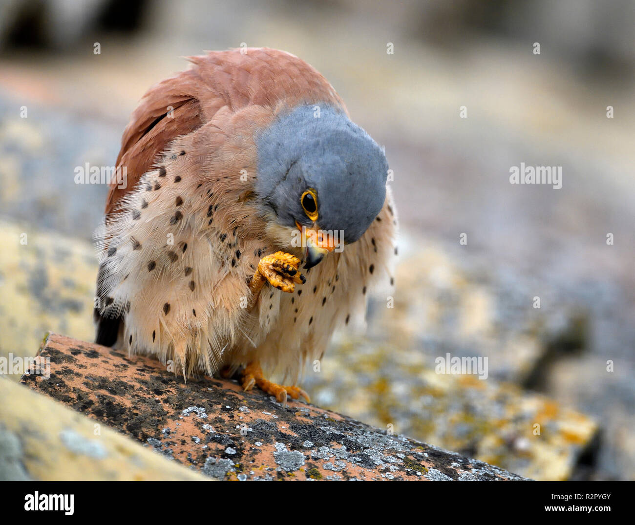 Faucon crécerellette, homme, portrait, Castille la Manche, Espagne Banque D'Images