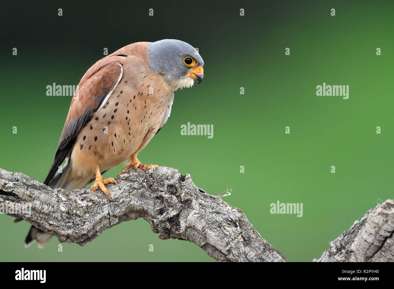 Faucon crécerellette, homme, élevés, Castille la Manche, Espagne Banque D'Images