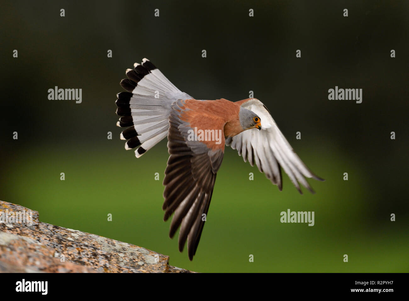 Faucon crécerellette, homme, battant, Castille la Manche, Espagne Banque D'Images