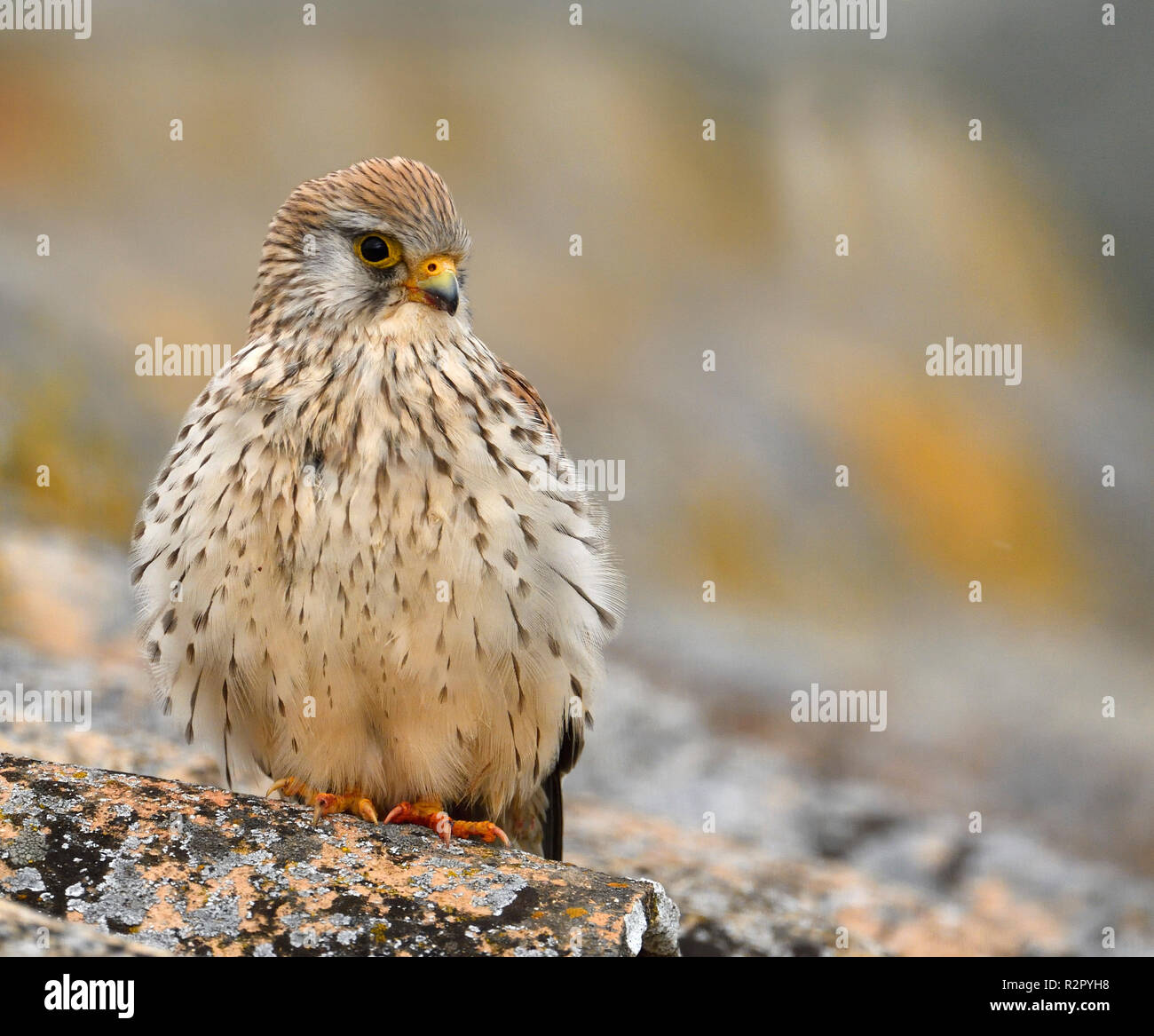Faucon crécerellette, femme, portrait, Castille la Manche, Espagne Banque D'Images