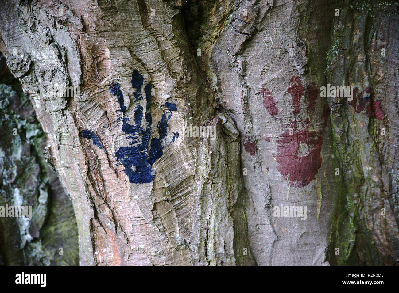 Close-up de deux empreintes de couleur sur l'écorce noueuse d'un vieil arbre Banque D'Images