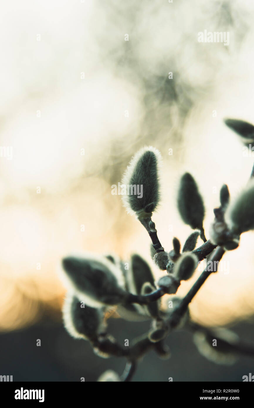 Nordpark à Bielefeld, début du printemps Banque D'Images