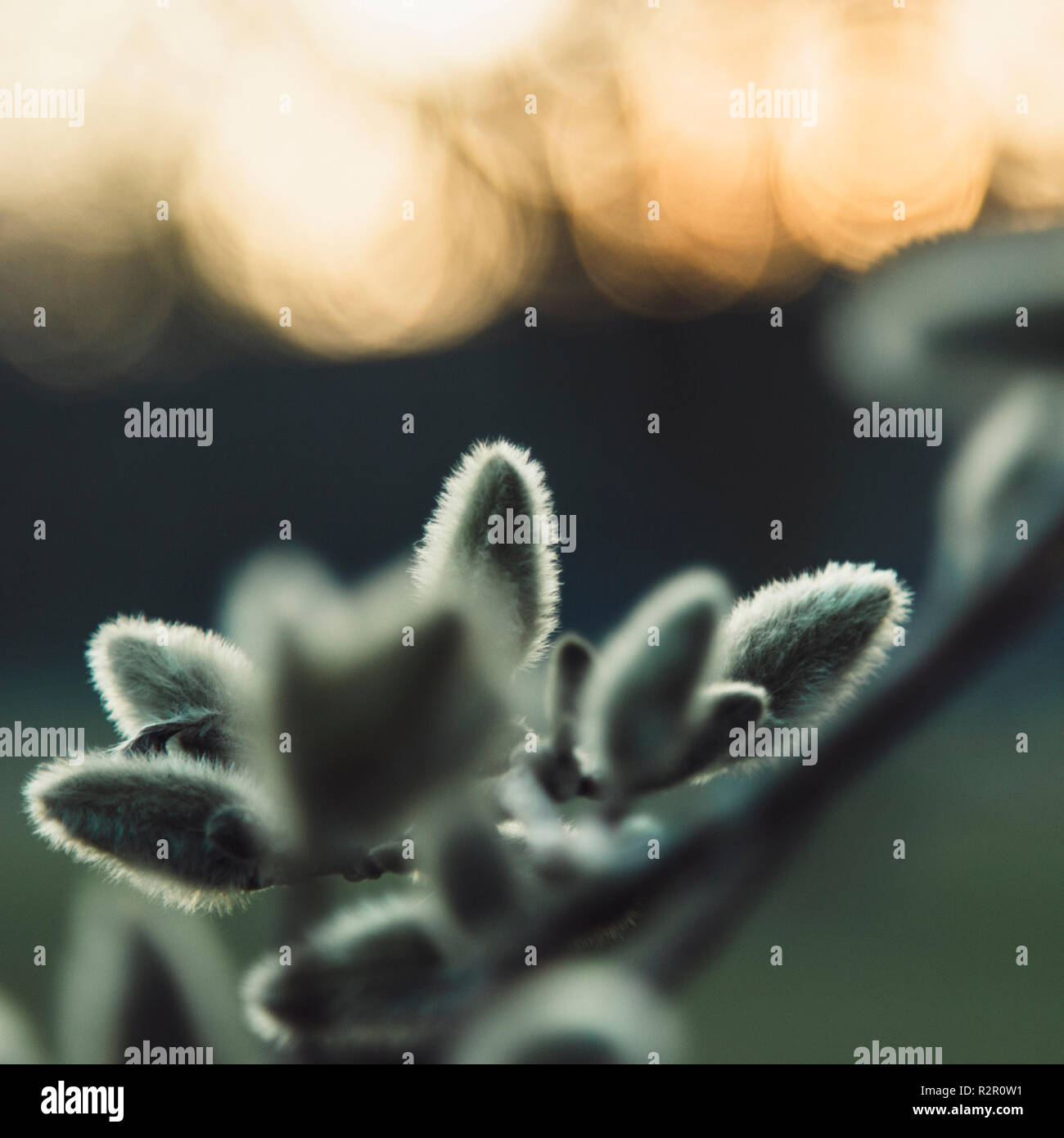 Nordpark à Bielefeld, début du printemps Banque D'Images