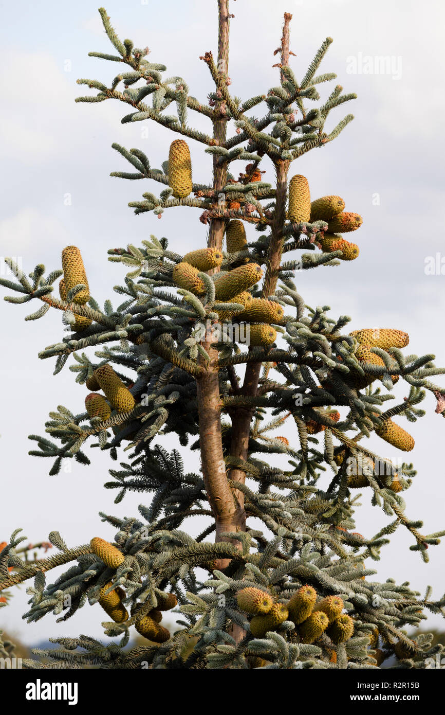 Les arbres produisant beaucoup de graines ce sec en été 2008 afin d'assurer la reproduction tandis qu'en mode d'urgence, comme l'arbre lui-même pourrait mourir, Rüthen, Haarstrang, Allemagne, Banque D'Images
