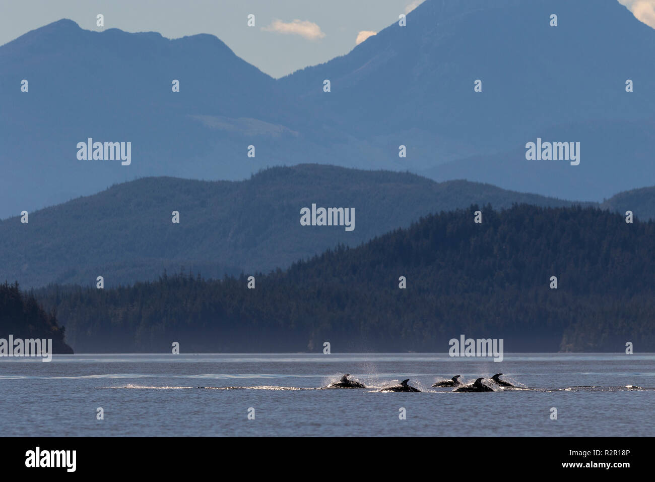 Un groupe de dauphins à flancs blancs du Pacifique se déplace dans l'archipel Broughton, le territoire des Premières Nations au large de l'île de Vancouver, Colombie-Britannique, Canada Banque D'Images