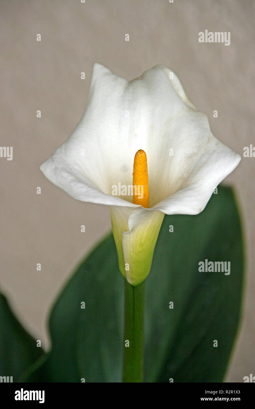 Paix blanche Perfection Lily Banque D'Images