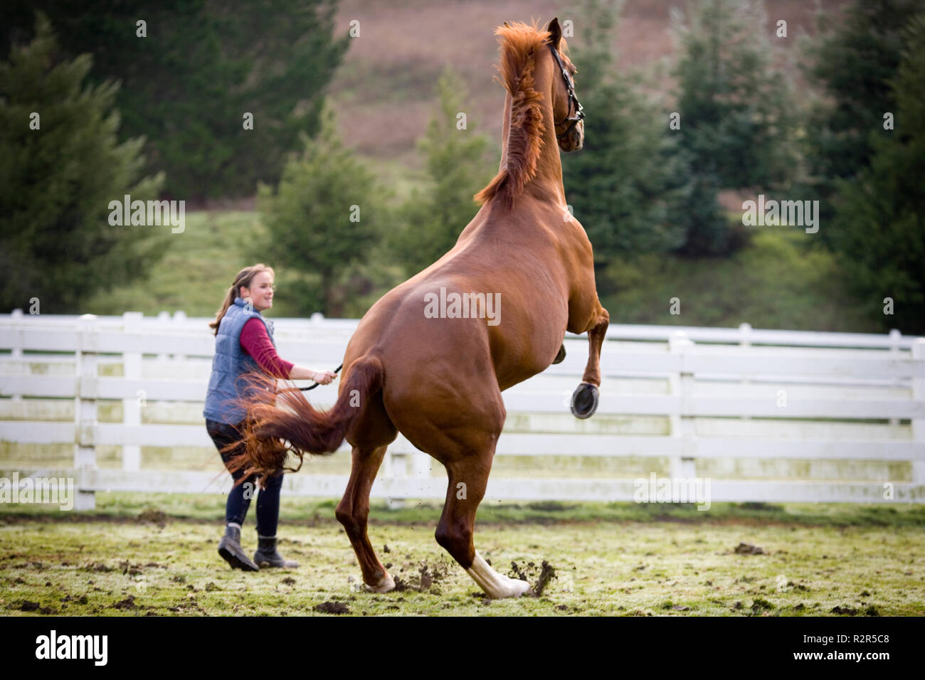 Jeune femme tournant avec son cheval brun dans un enclos. Banque D'Images