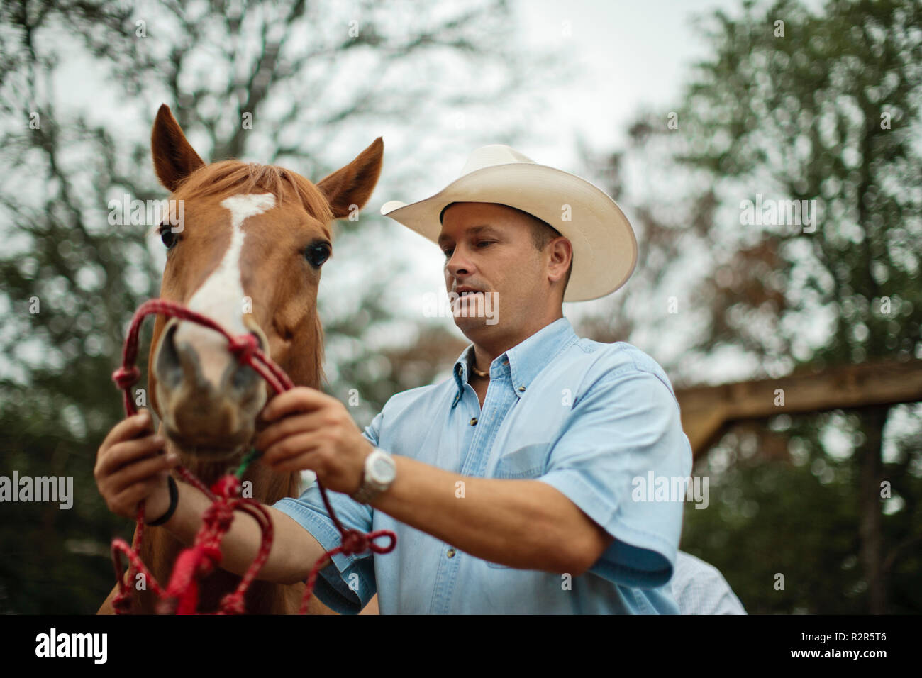 Entraîneur de chevaux adultes milieu glisse doucement un licou de corde autour du nez d'un cheval dans la cour de formation au ranch. Banque D'Images