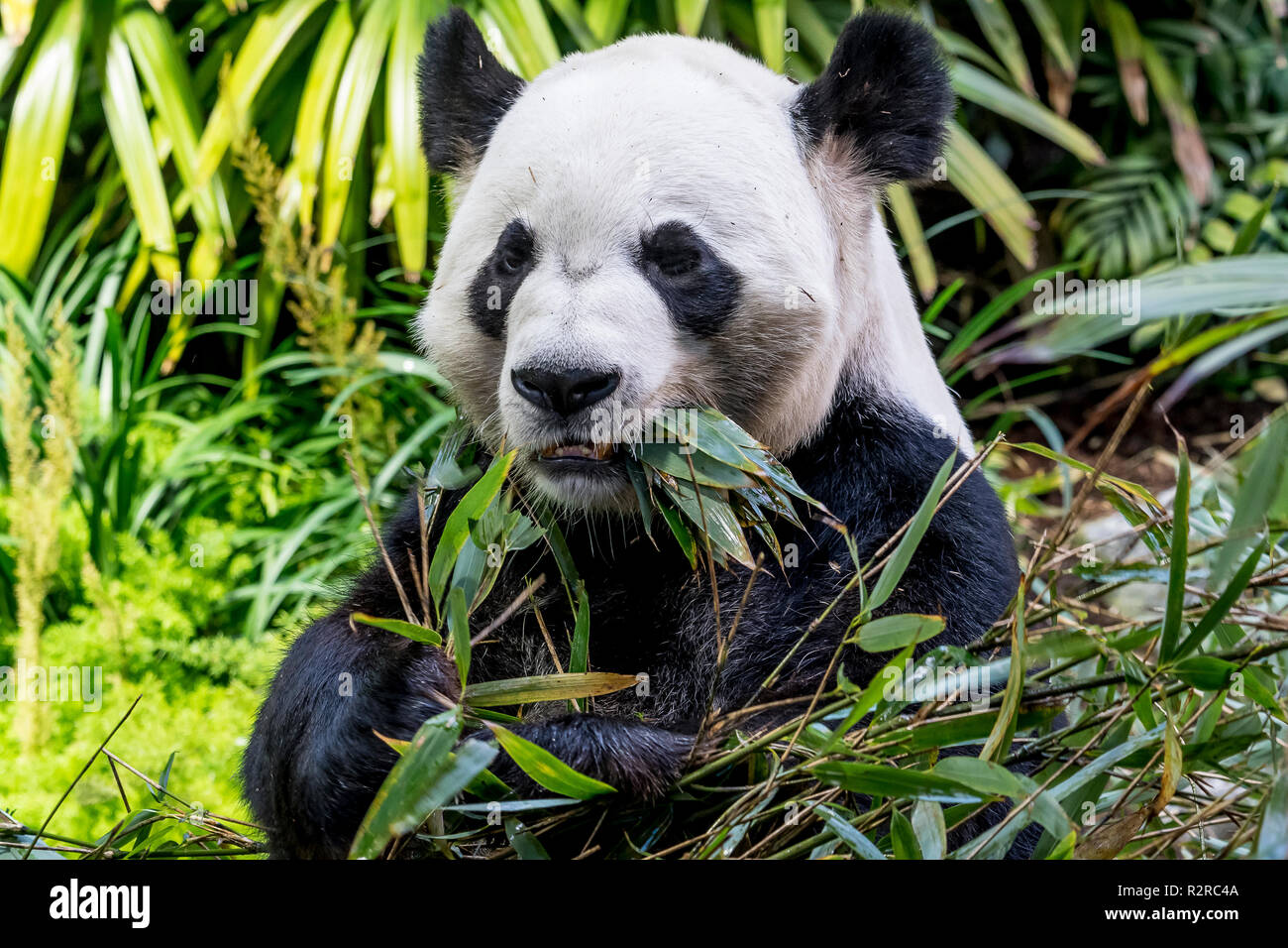 Un homme grand panda takes something sur bambou au Zoo de Calgary au Canada Banque D'Images