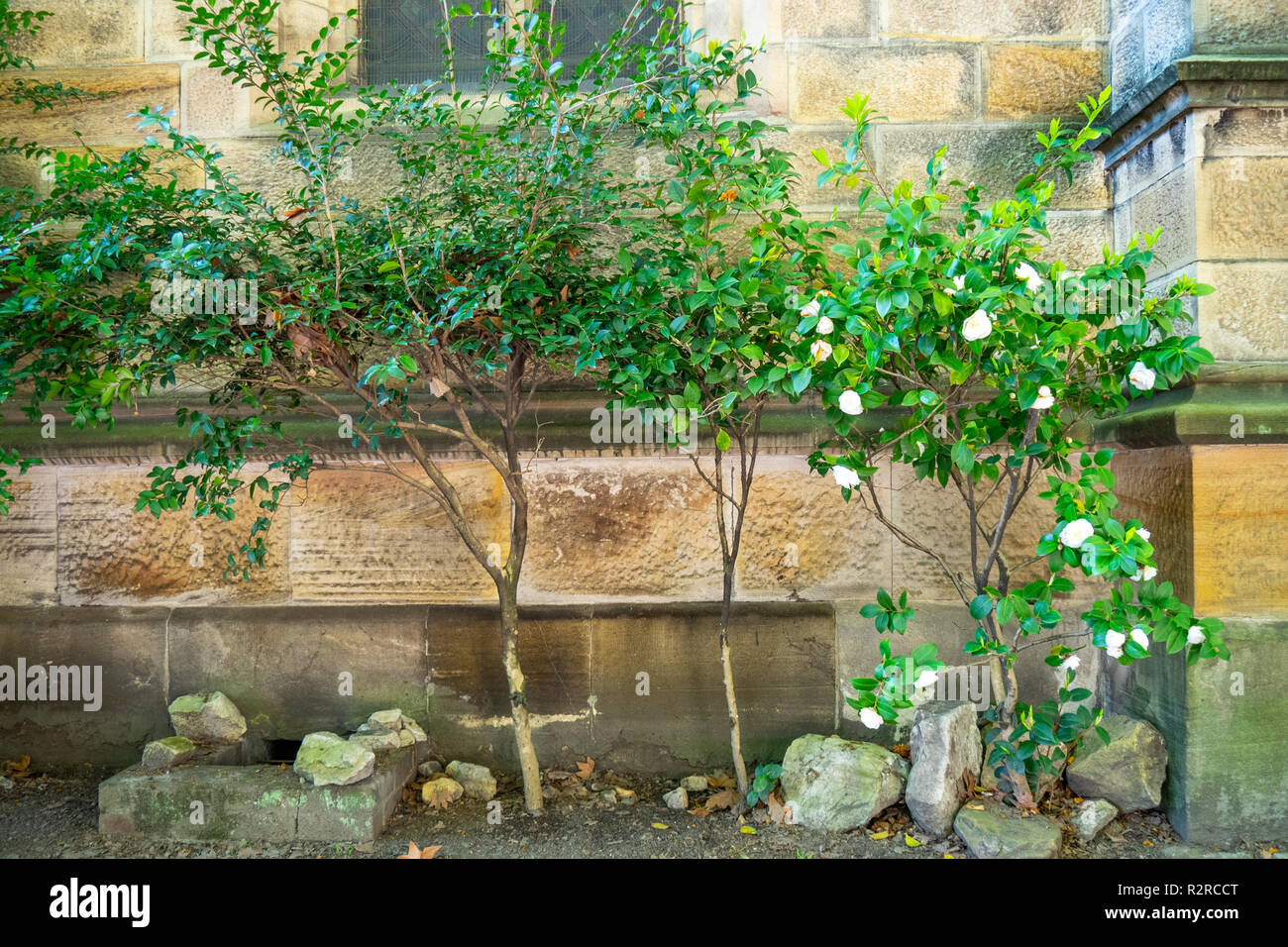 Mur de grès du côté de l'église anglicane Trinity Holt Millers Point Sydney NSW Australie. Banque D'Images