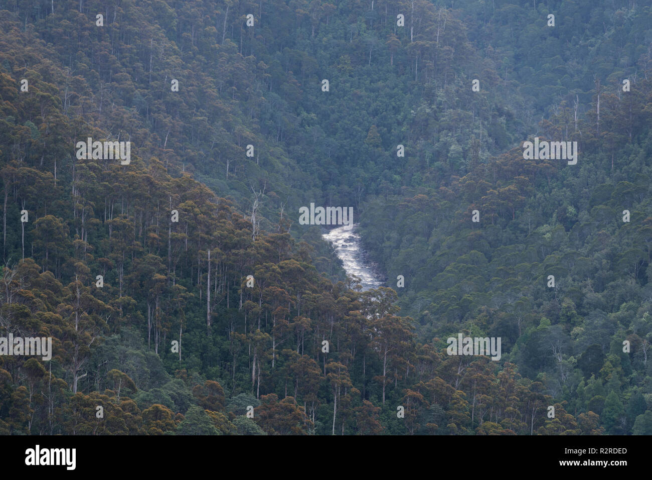 Vue de la rivière leven à la recherche vers le bas en leven canyon leven canyon au nord ouest de la Tasmanie en Australie Banque D'Images