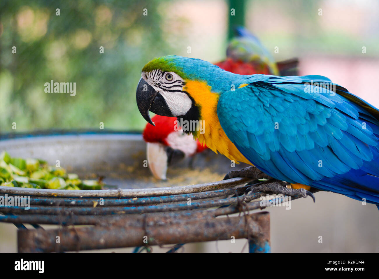 Portrait d'un ara bleu et jaune Banque D'Images