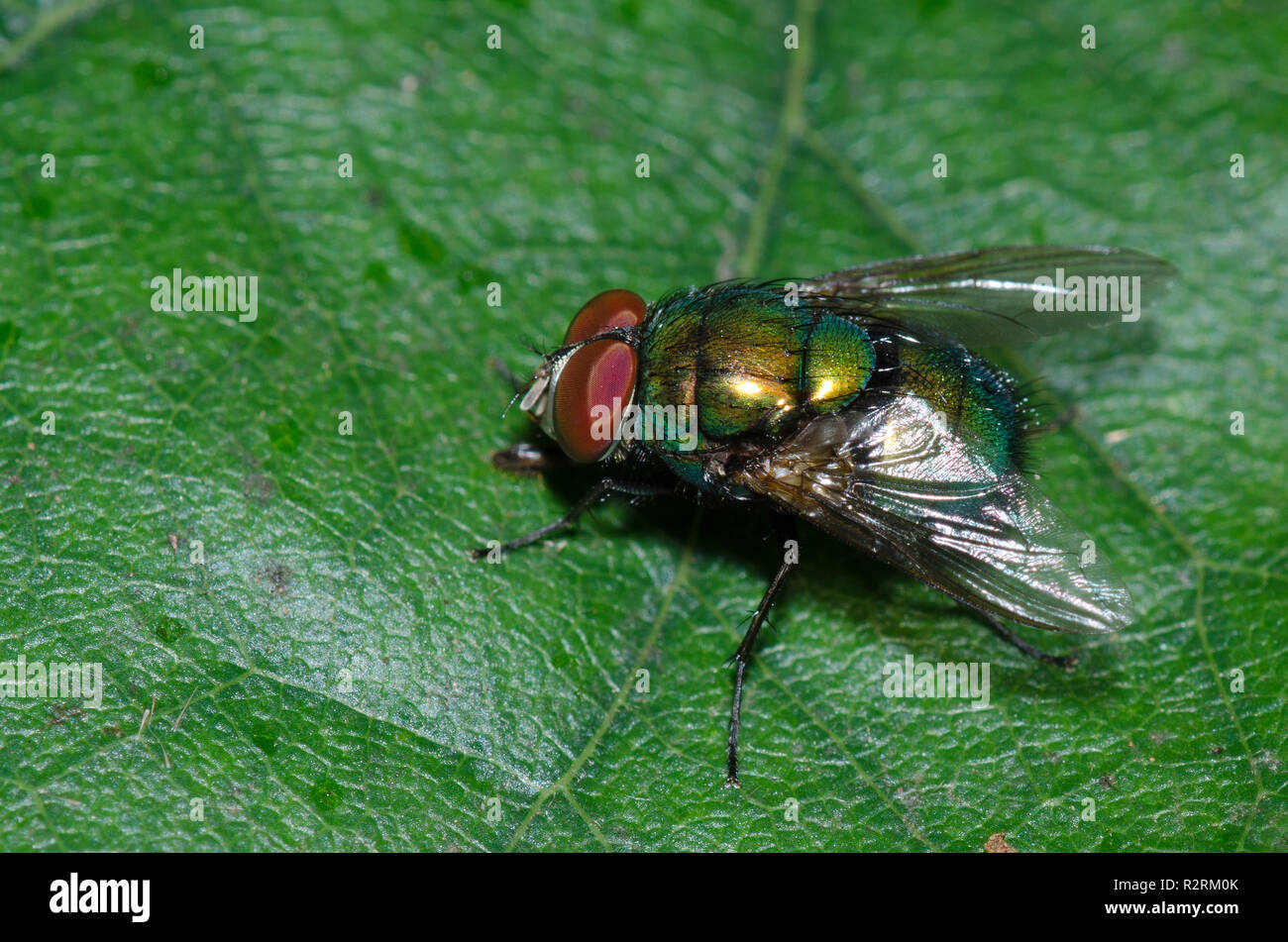 Bouteille bleu-vert, la mouche Lucilia, homme coeruleiviridis Banque D'Images