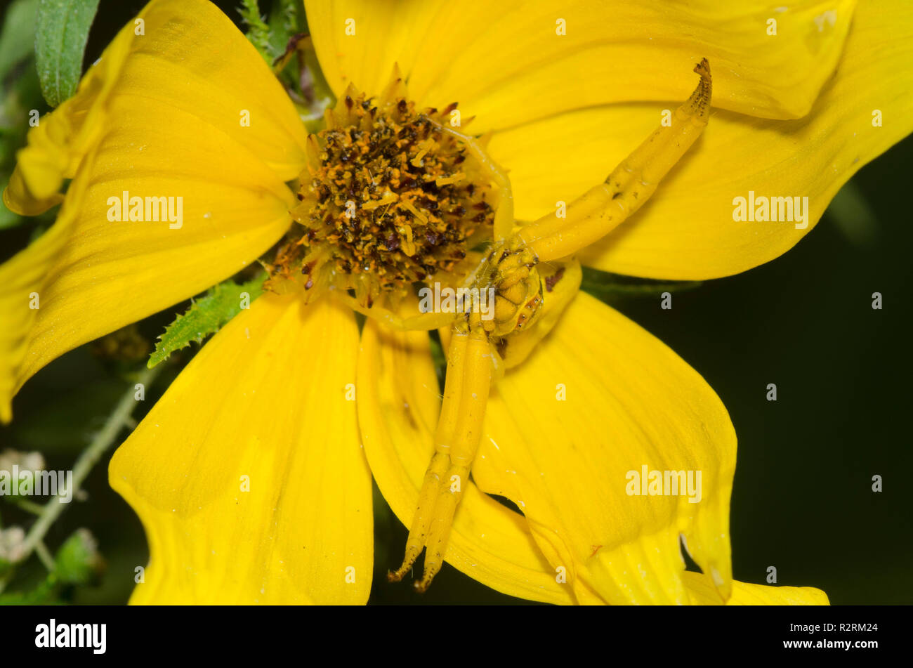 À bandes blanches, Misumenoides formosipes araignée crabe, rôdant sur fleur composite jaune Banque D'Images