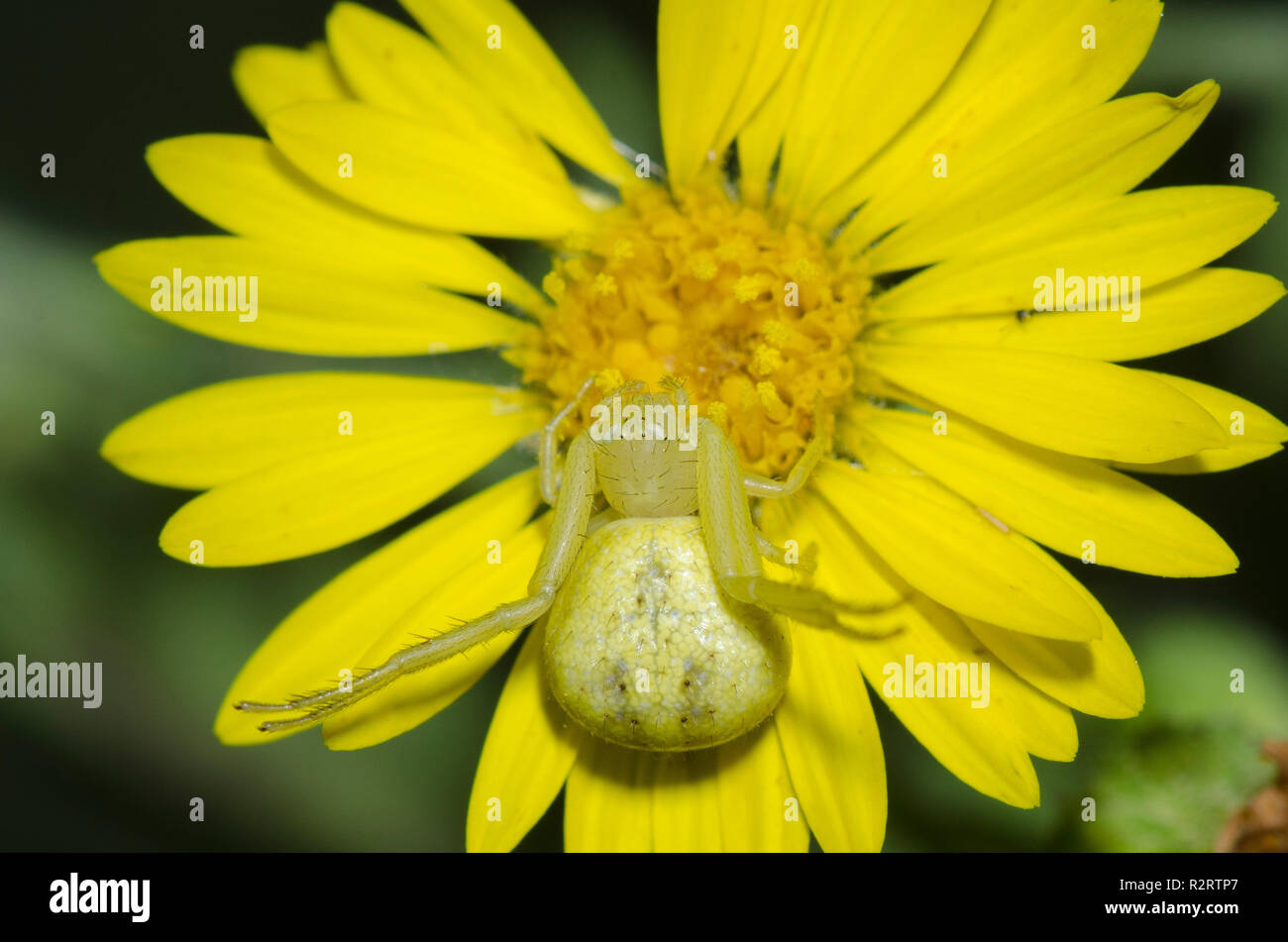 Araignée Crabe, Mecaphesa sp., qui rôdent sur fleur composite jaune Banque D'Images