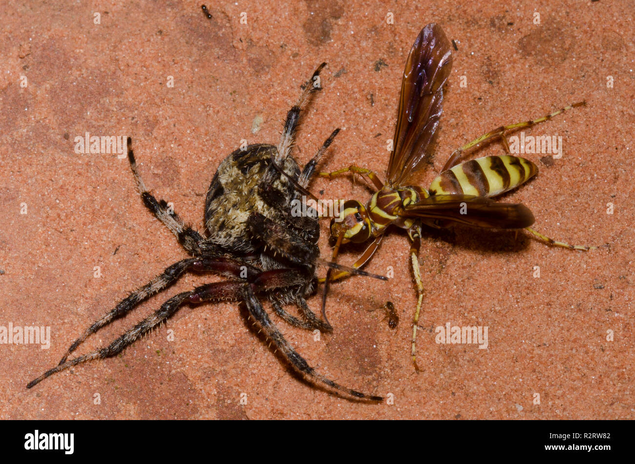 Wasp Spider, Poecilopompilus interruptus, femme faisant glisser paralysé repéré Orb Weaver, Neoscona crucifera, proies femelles adultes Banque D'Images