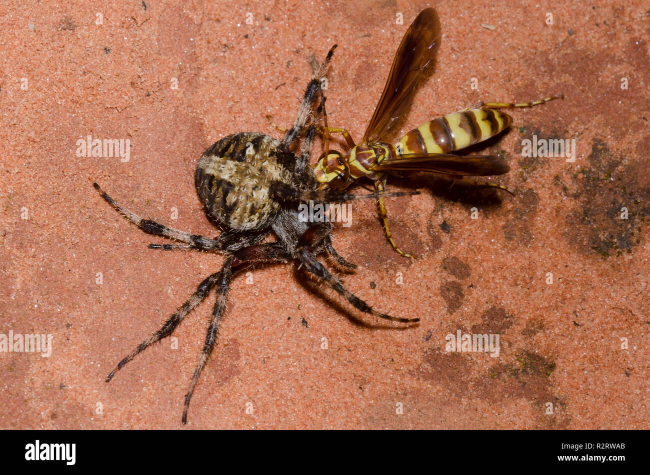 Wasp Spider, Poecilopompilus interruptus, femme faisant glisser paralysé repéré Orb Weaver, Neoscona crucifera, proies femelles adultes Banque D'Images