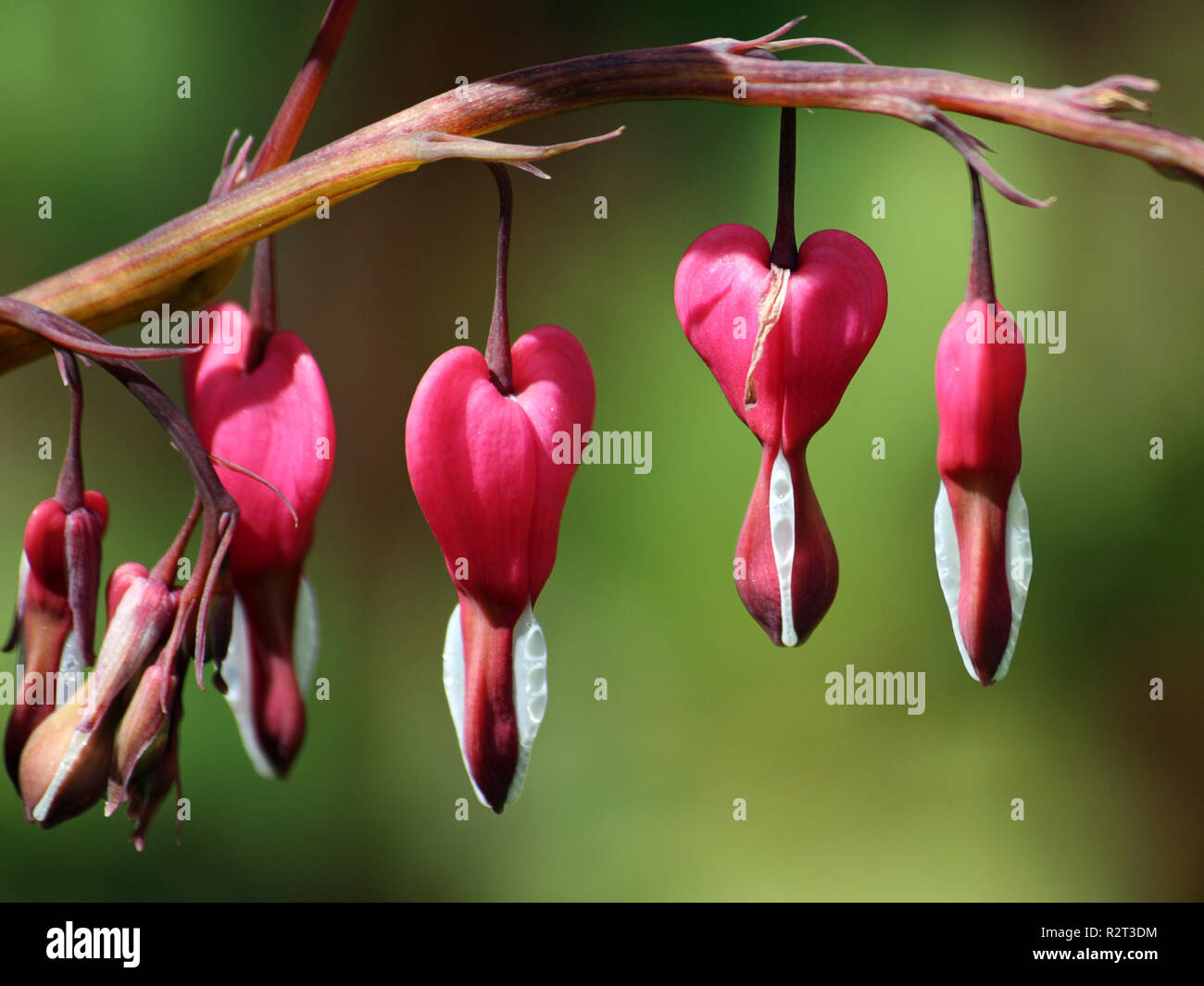 Cœur Qui Pleure Photo Stock Alamy