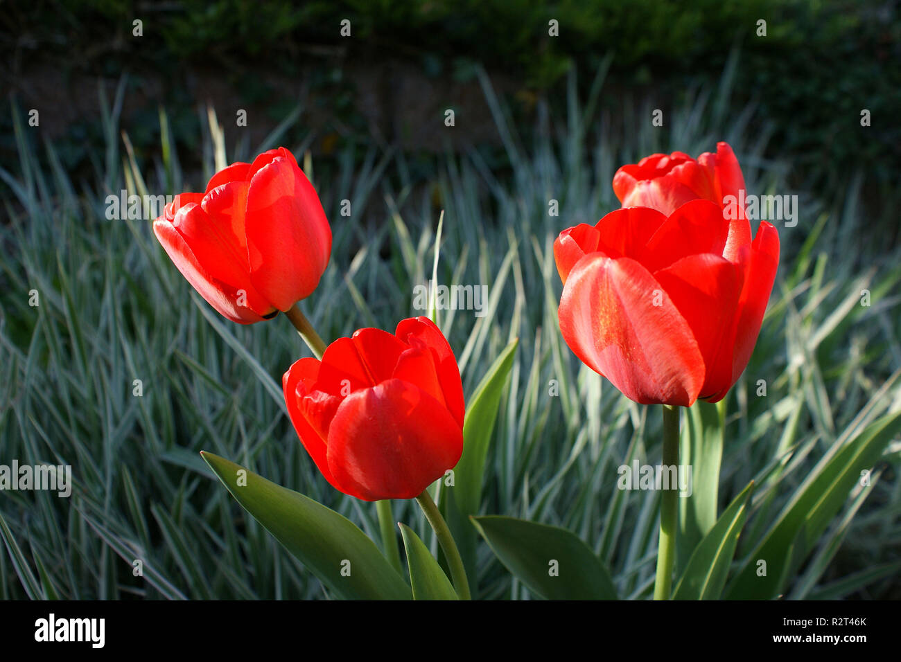 Tulipes rouges au soleil Banque D'Images