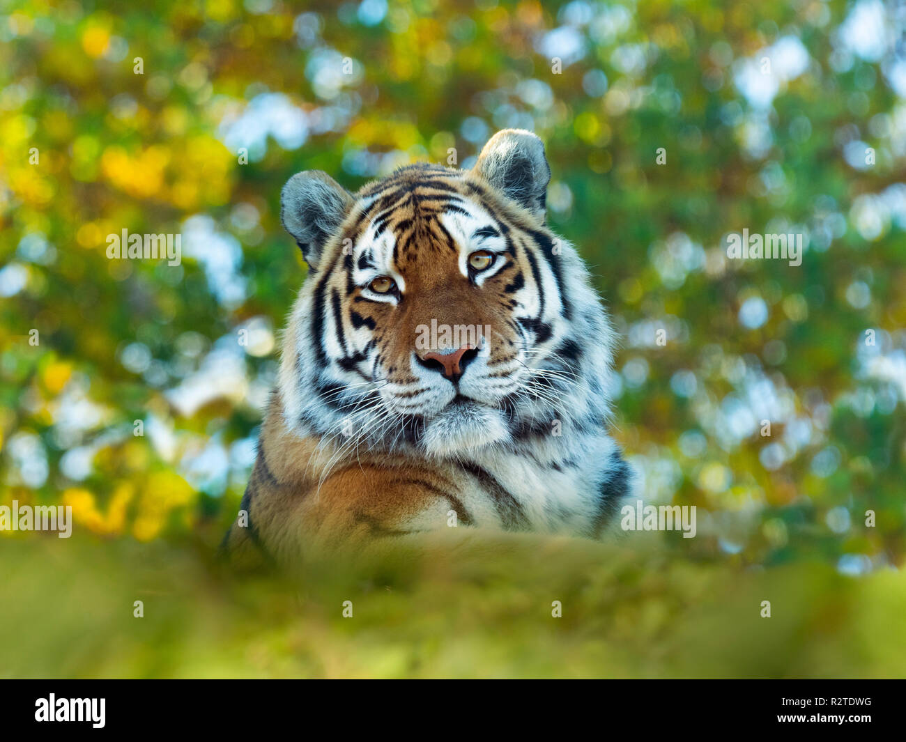 Tigre de Sibérie Panthera tigris tigris ou tigre d'Amour Banque D'Images