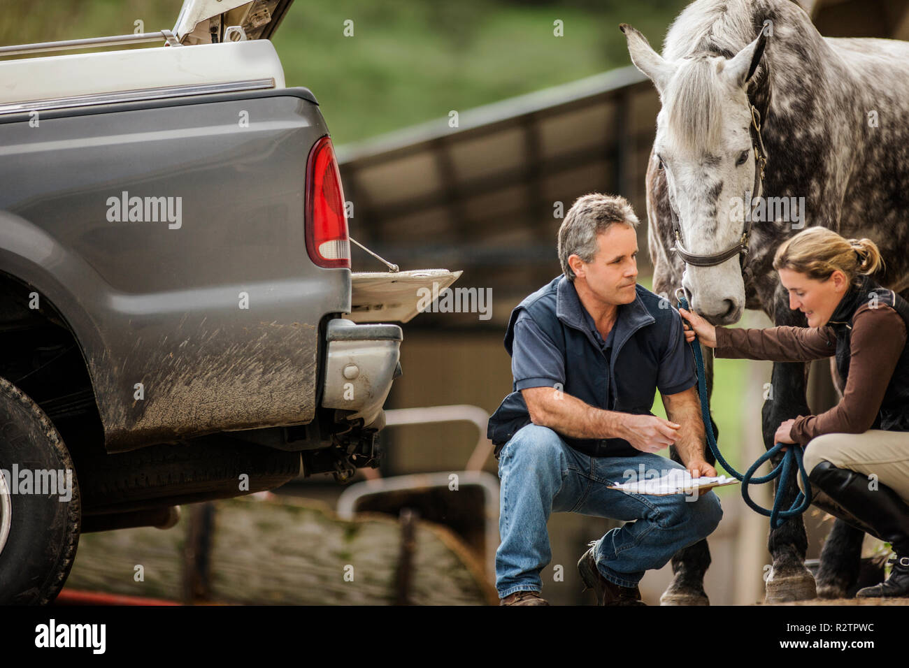 Deux manutentionnaires cheval contrôle et les préparatifs de leur cheval. Banque D'Images