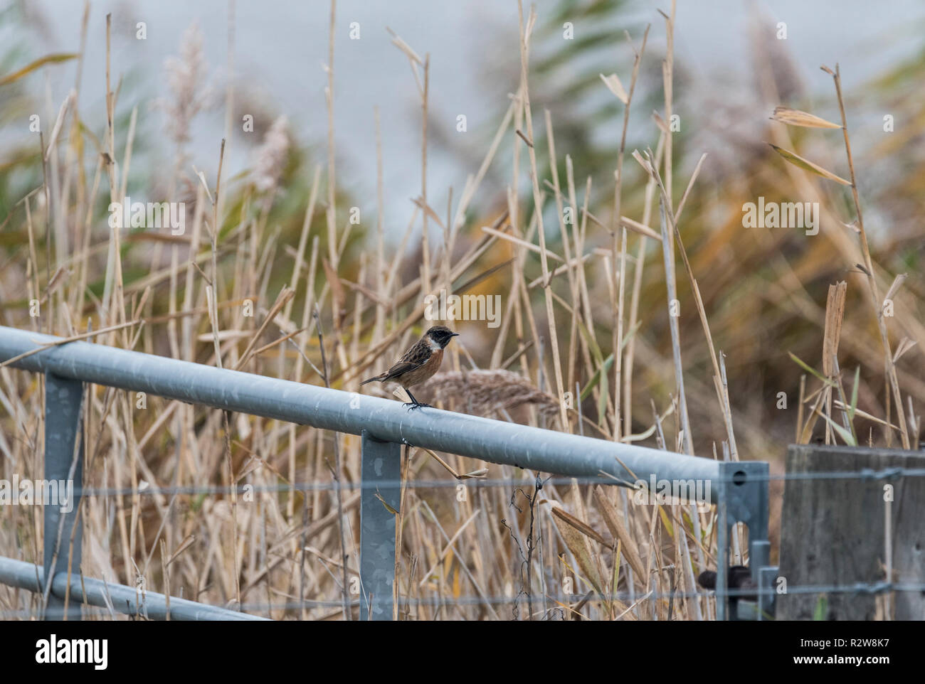 Perché Stonechat (Saxicola rubicola) Banque D'Images