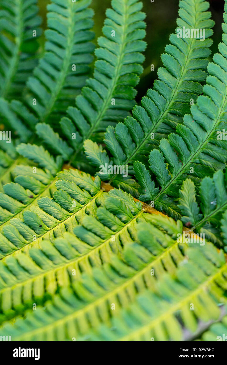 Close-up, macro photo d'un écosystème sain, juteux, avec des feuilles de fougère verte du soleil. Banque D'Images