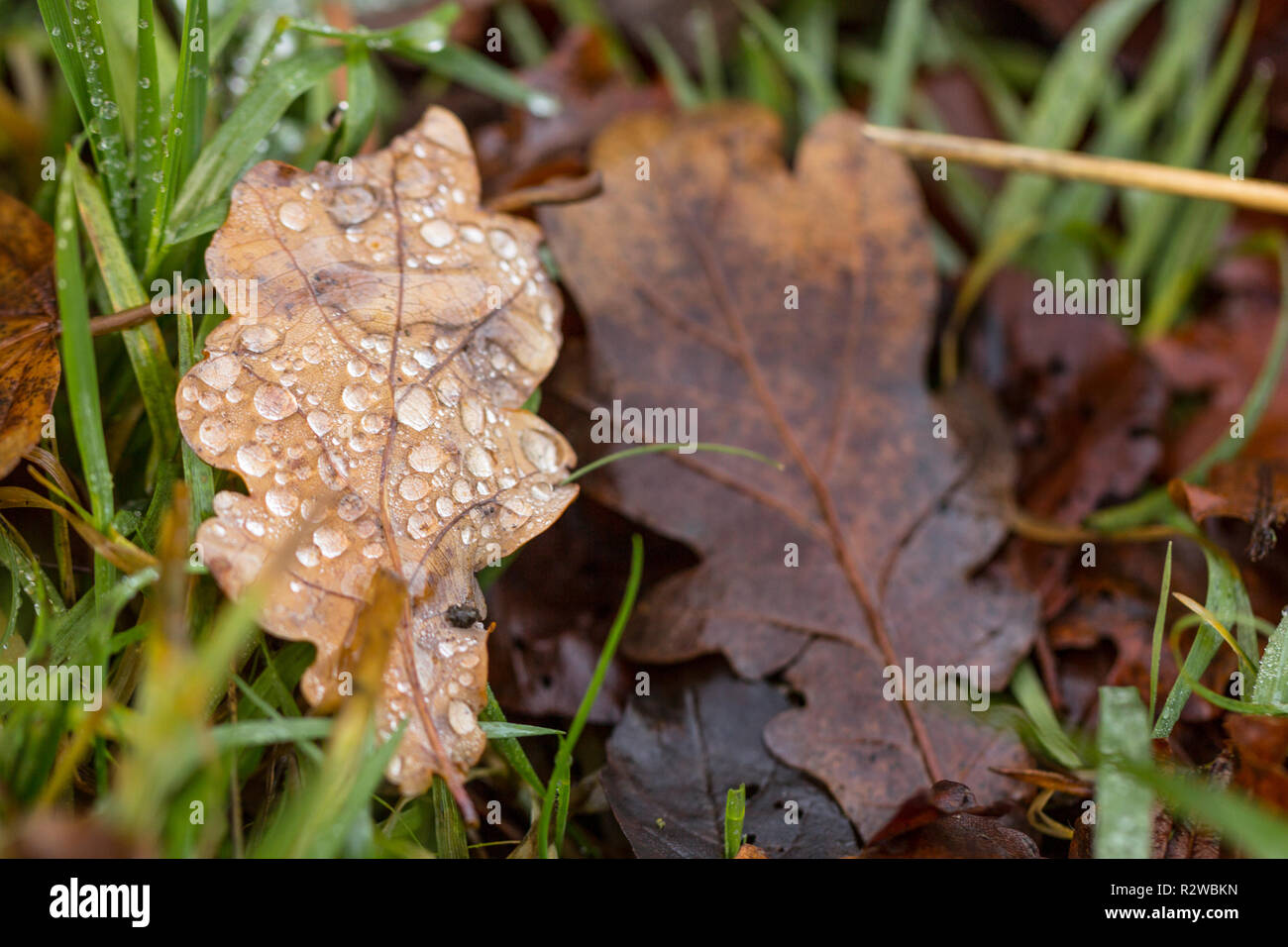 Close-up, macro photo de feuilles d'automne, feuillage, y compris le chêne (Quercus) de couleur brune, couverts par les gouttes d'eau. Feuilles sur l'herbe verte. Banque D'Images