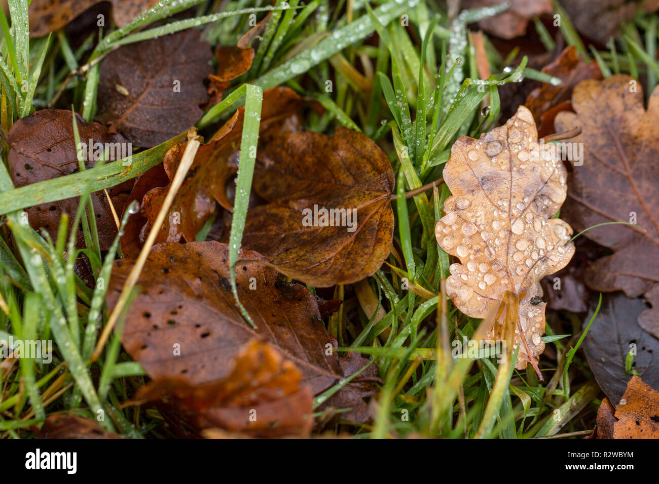Close-up, macro photo de feuilles d'automne, feuillage, y compris le chêne (Quercus) de couleur brune, couverts par les gouttes d'eau. Feuilles sur l'herbe verte. Banque D'Images