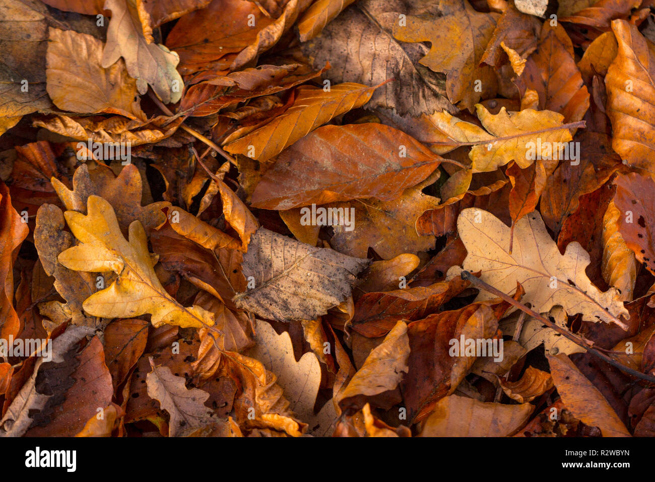 Close-up, macro photo de sec, le feuillage desséché, feuilles, y compris le chêne (Quercus) de couleur brune. Les feuilles d'automne. Banque D'Images