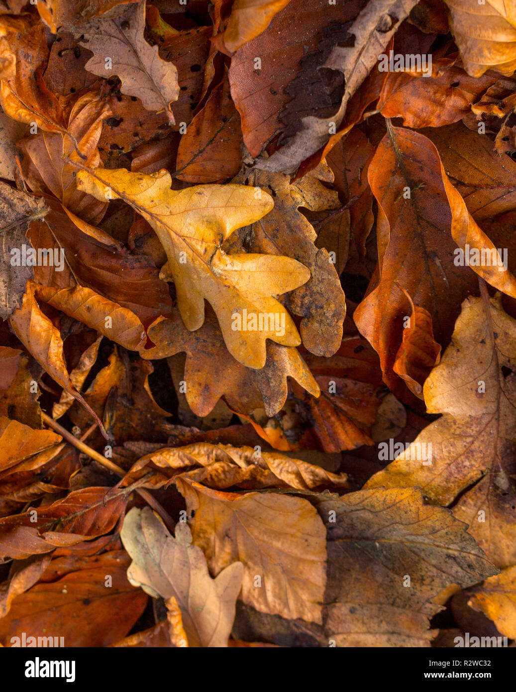 Close-up, macro photo de sec, le feuillage desséché, feuilles, y compris le chêne (Quercus) de couleur brune. Les feuilles d'automne. Banque D'Images