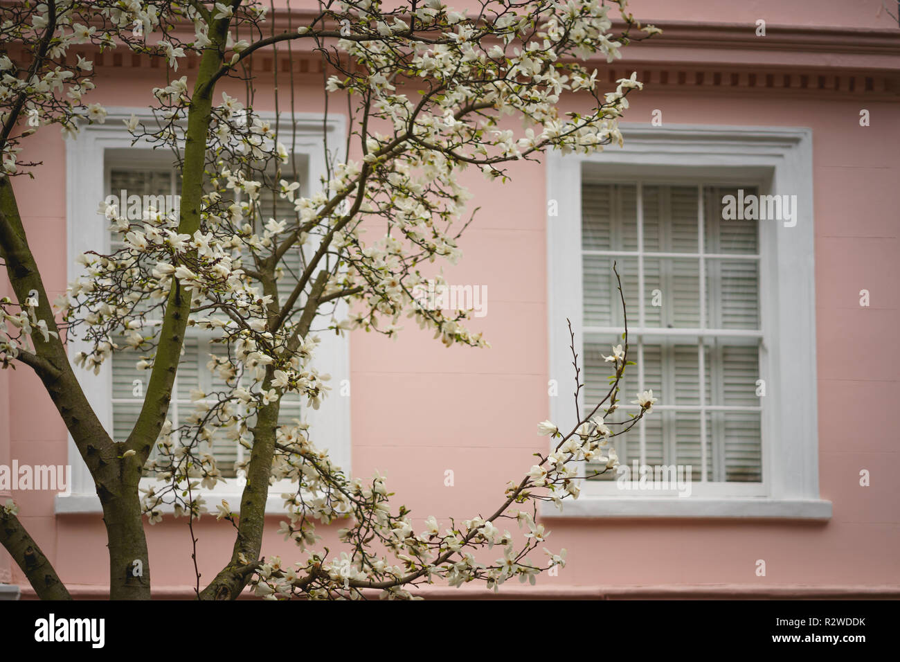 Fenêtres à guillotine blanc rose dans un immeuble résidentiel dans le quartier de Notting Hill avec un cerisier sur l'avant-plan. Le format paysage. Banque D'Images