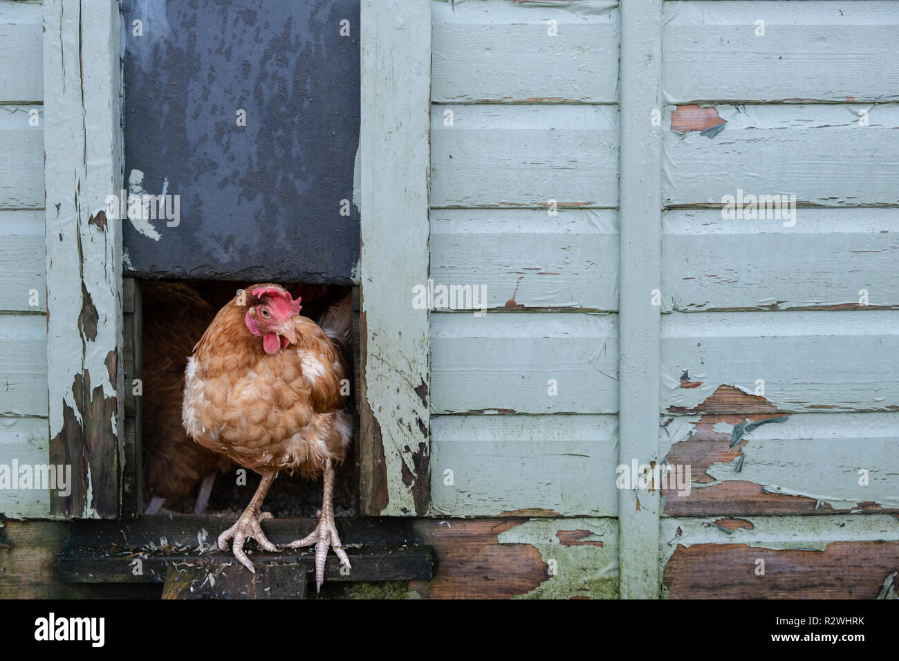 Poules en batterie à la retraite venant du poulailler. Banque D'Images